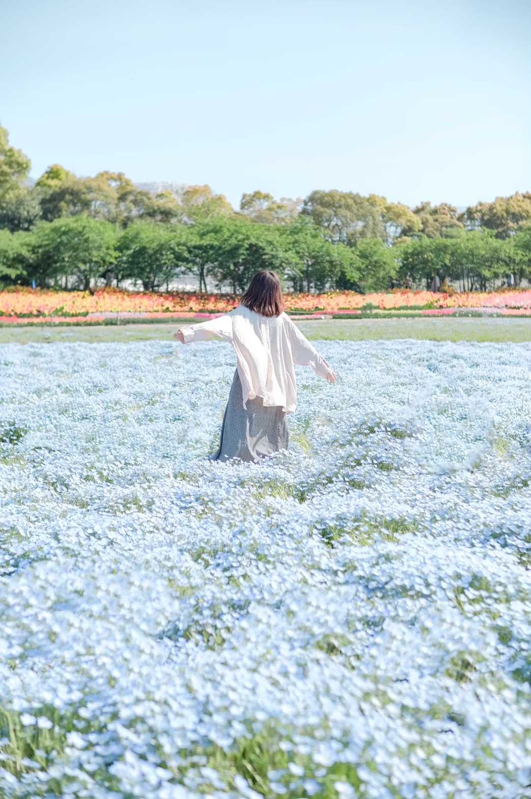 今からが見頃なネモフィラ畑 なばなの里の口コミ Triproud