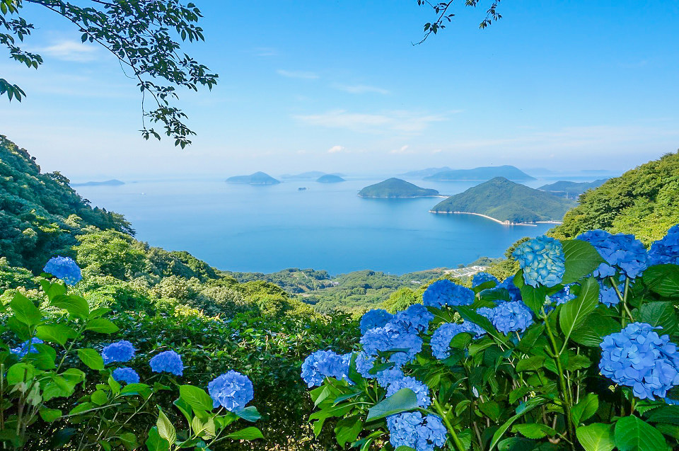 超フォトジェニック 紫陽花と絶景のコラボレーション 紫雲出山の口コミ Triproud 超フォトジェニック 紫陽花と絶景のコラボレーション 紫雲出山の口コミ Triproud
