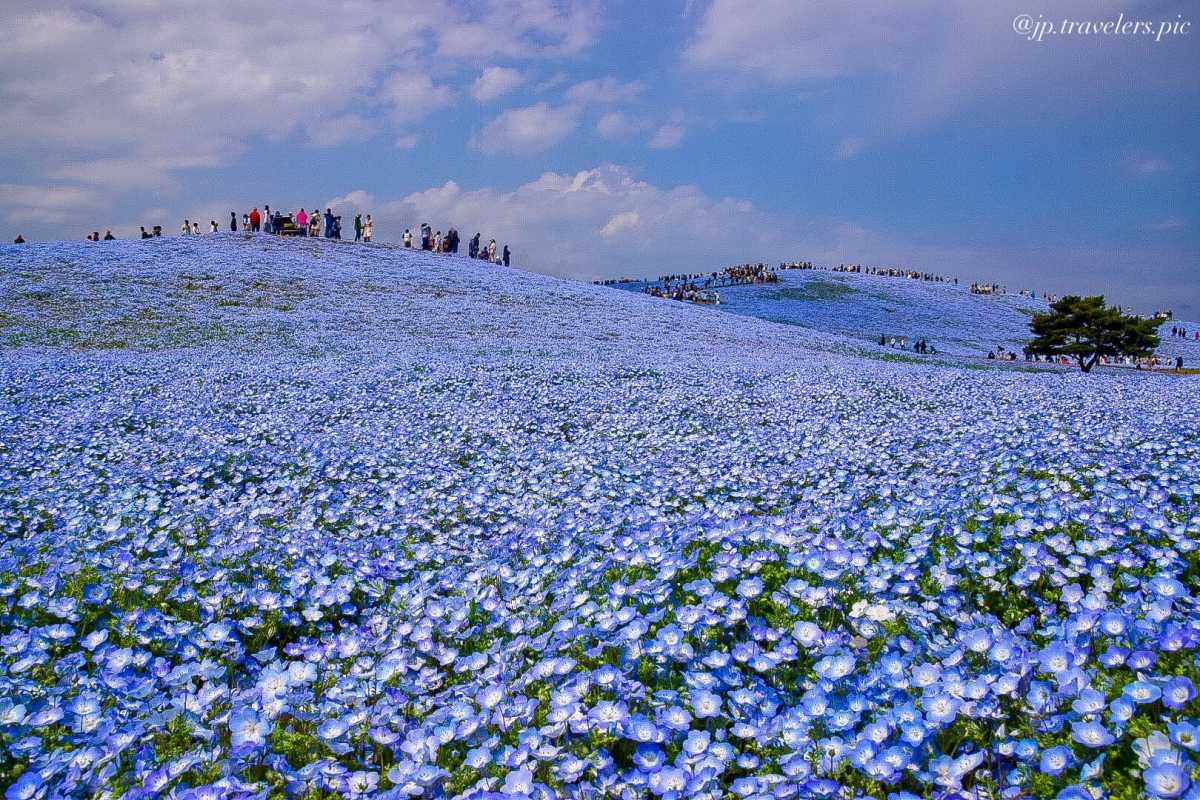 絶景 見渡す限りに広がるにネモフィラブルー ひたち海浜公園の口コミ Triproud