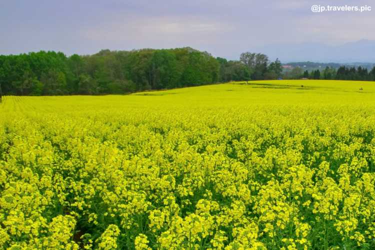 北海道 東北地方の菜の花畑ランキング Triproud