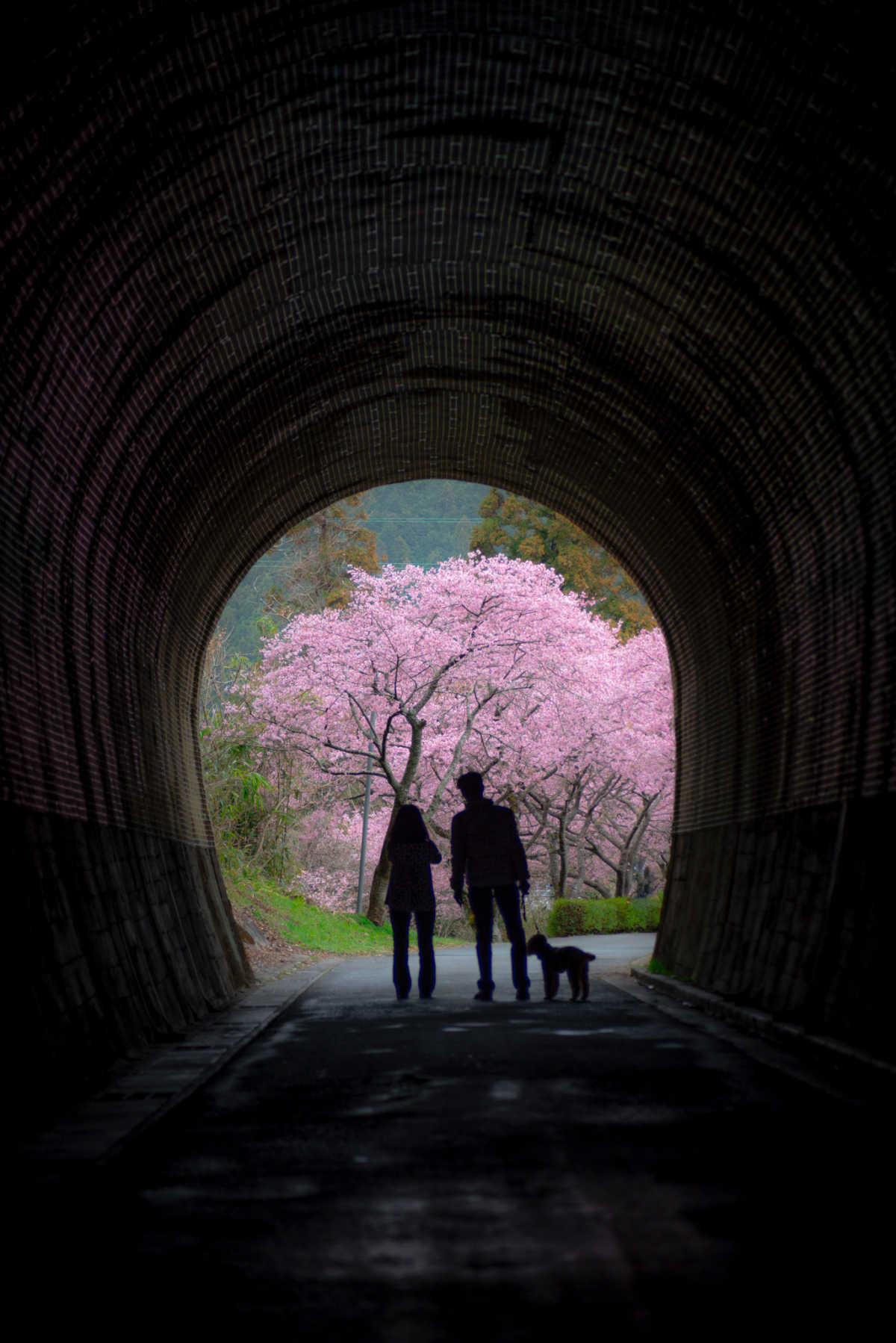 Spring As We Go Through The Tunnel Review Of Kawazu Cherry Blossoms In Shinshiro Triproud