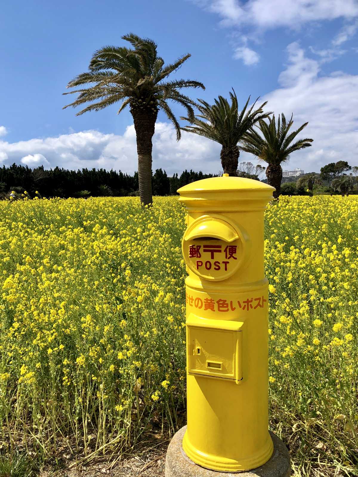 一面の菜の花と幸せの黄色いポスト 伊良湖菜の花ガーデンの口コミ Triproud