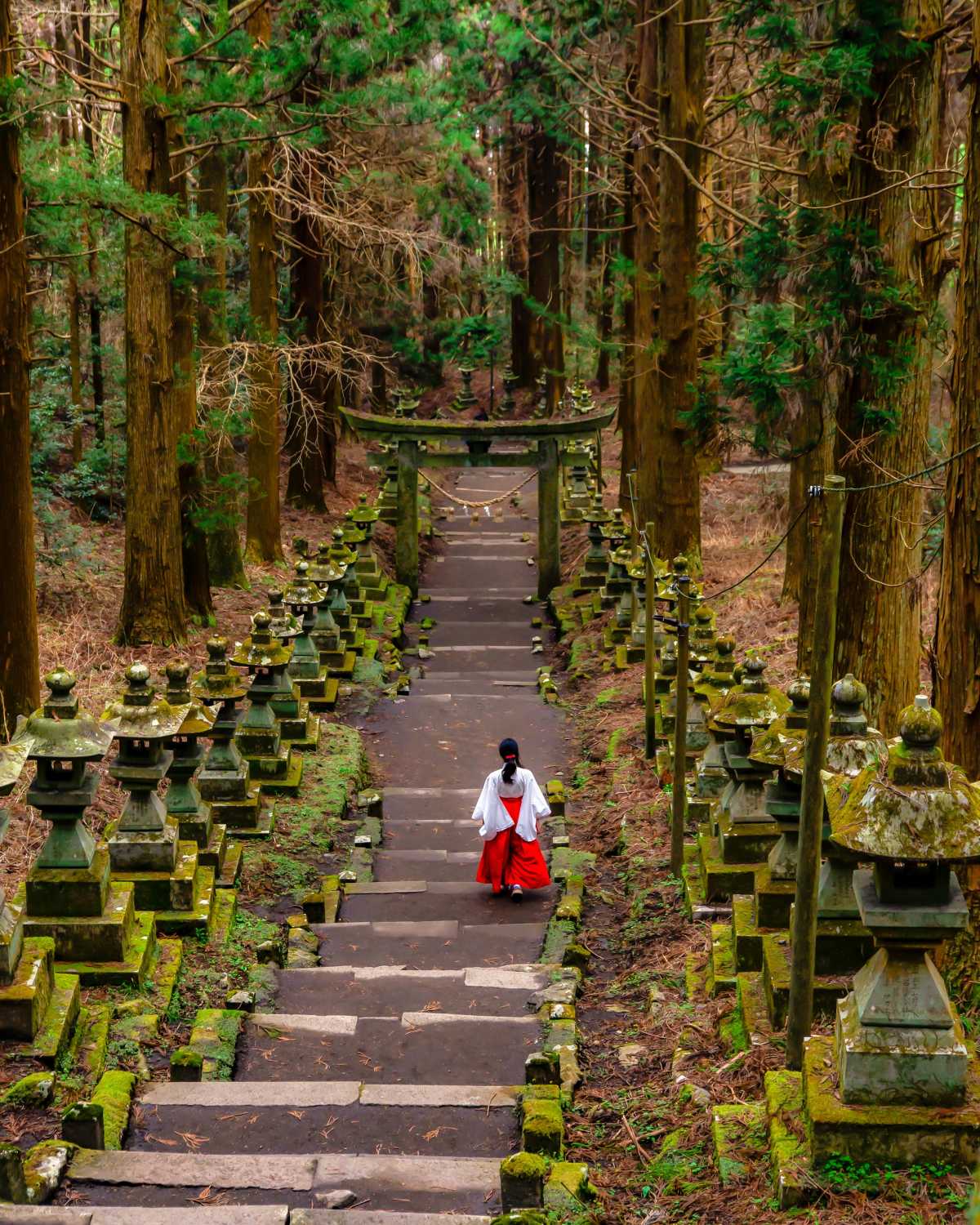 上色見熊野座神社の口コミ まるでジブリにでてきそうな神秘的な世界 TRIPROUD