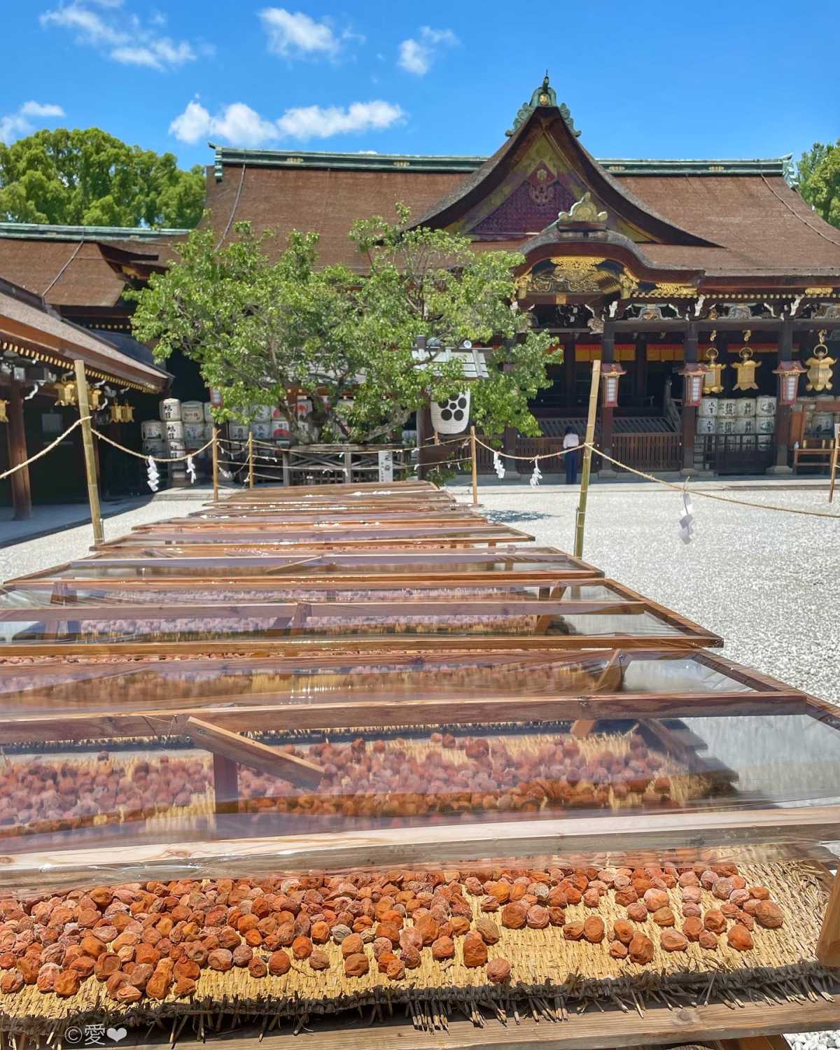 学問の神様として有名な 北野天満宮 の飛梅の天日干しが真っ盛りです 北野天満宮の口コミ Triproud