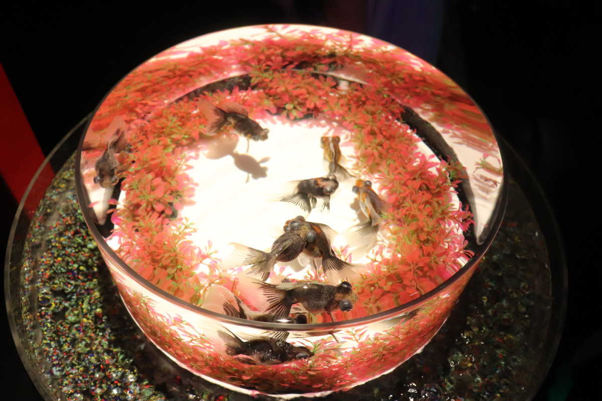 金魚のステキな展示方法 アートアクアリウムの口コミ Triproud