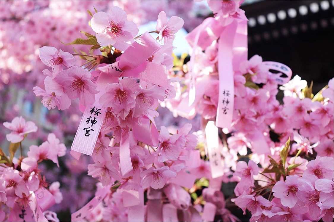 綺麗に咲き誇る河津桜 桜神宮の口コミ Triproud