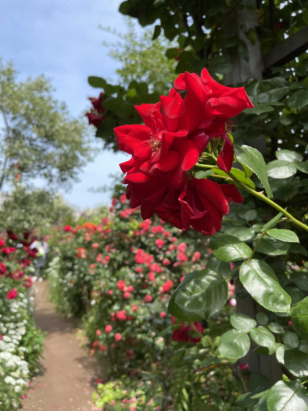 期間限定 約1800品種のバラが咲き誇る ローズ フェスティバル21 横浜イングリッシュガーデンの口コミ Triproud