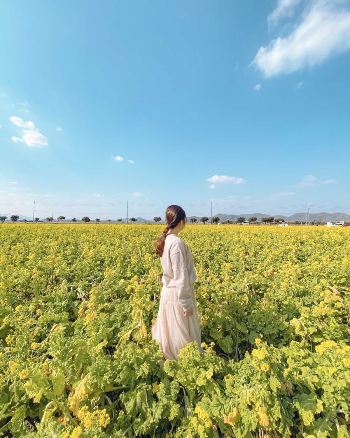 満開の菜の花畑 道の駅 笠岡ベイファームの口コミ Triproud