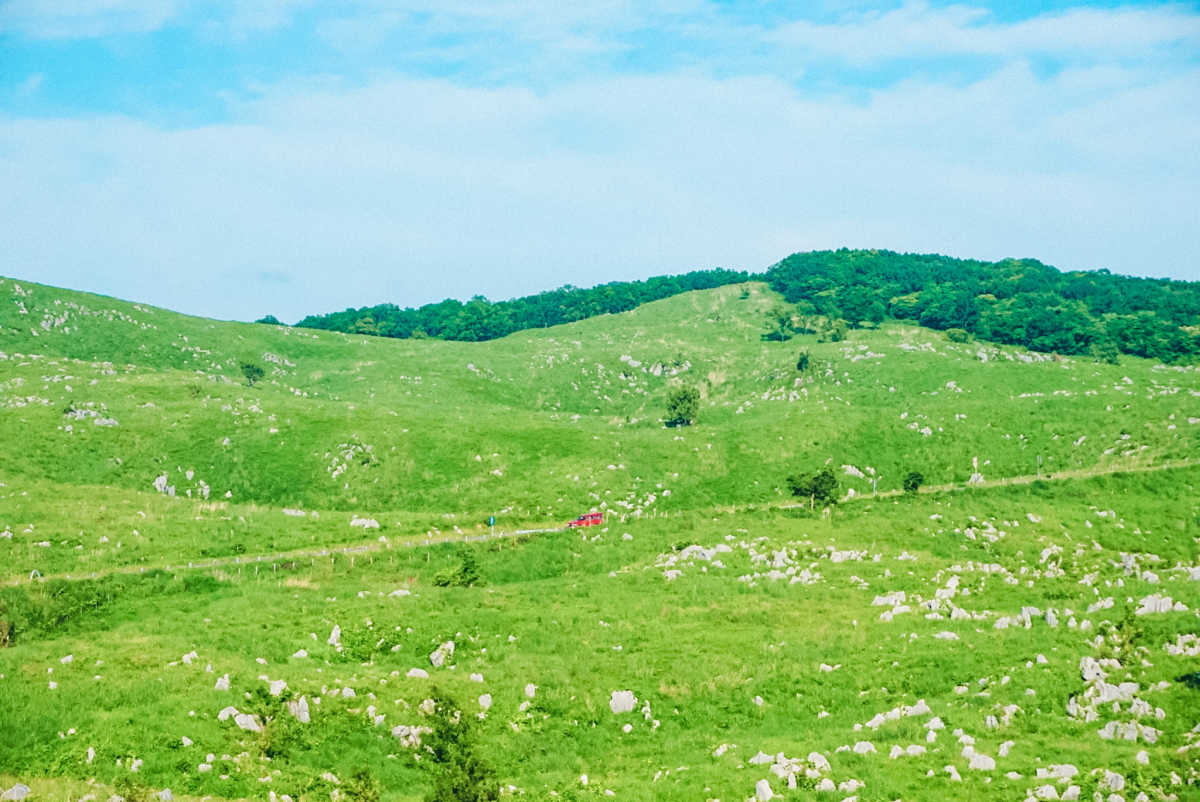 日本最大級のカルスト台地で絶景ドライブ 秋吉台カルスト台地の口コミ Triproud