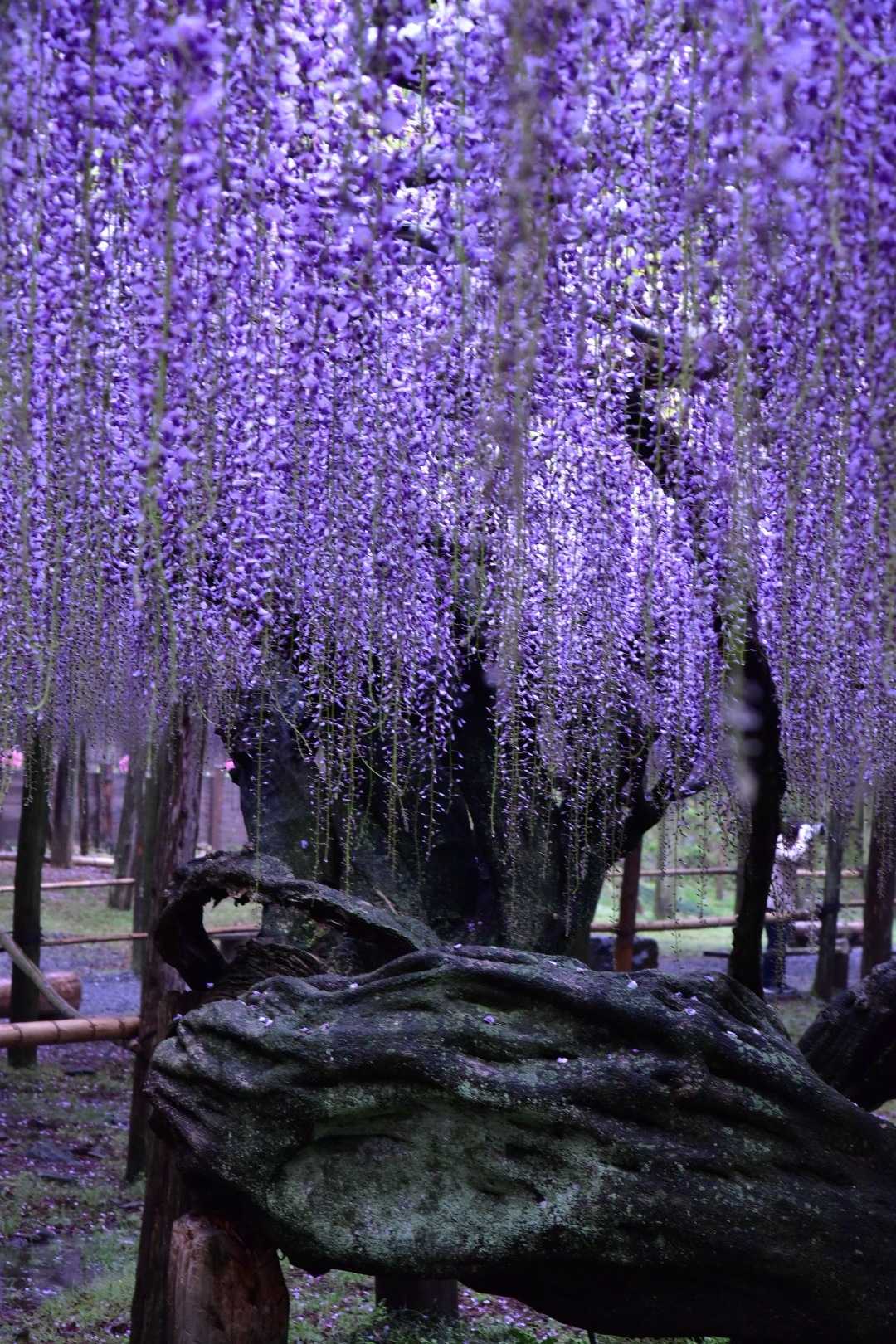 死ぬまでに行きたい場所に選ばれた藤のトンネル 河内藤園の口コミ Triproud