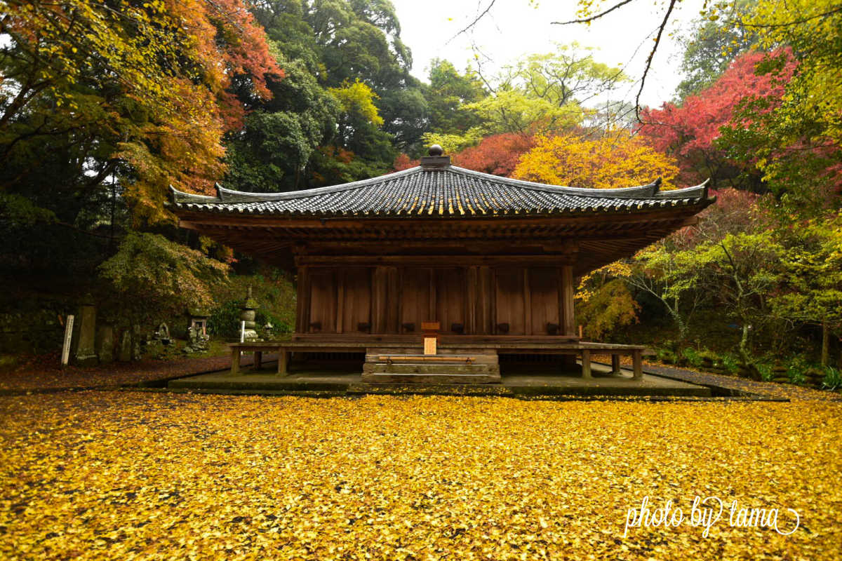 国東半島にある 国宝の大堂のあるお寺 圧巻の黄色の絨毯 富貴寺の口コミ Triproud