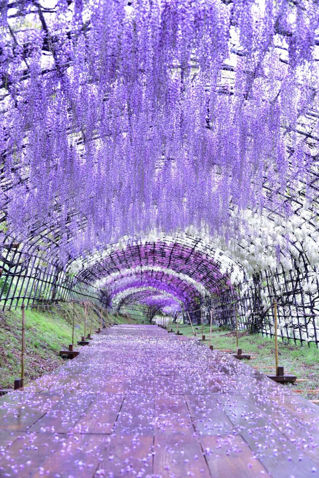死ぬまでに行きたい場所に選ばれた藤のトンネル 河内藤園の口コミ Triproud