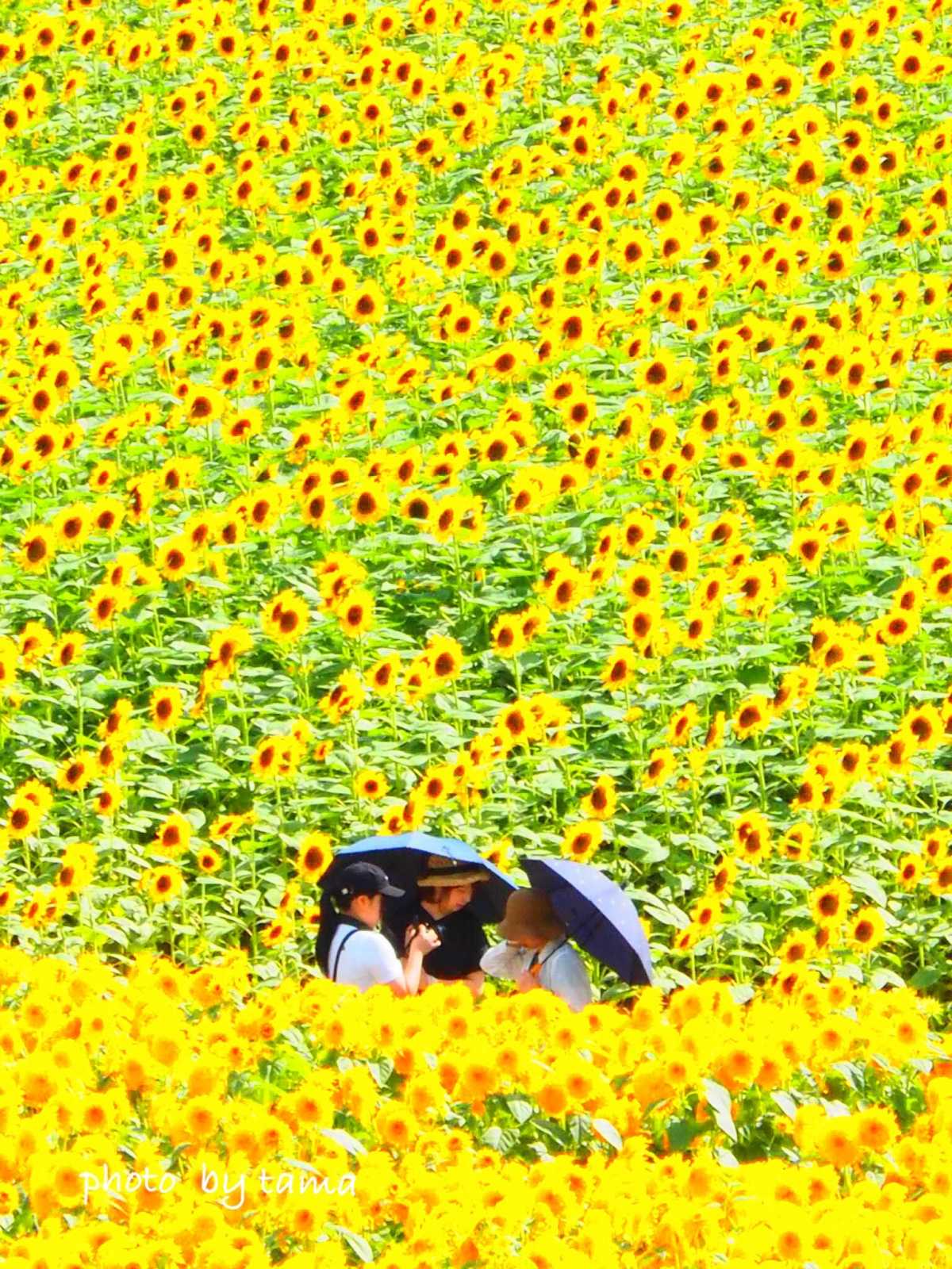 50品種110万本のひまわり畑 世羅高原農場の口コミ Triproud