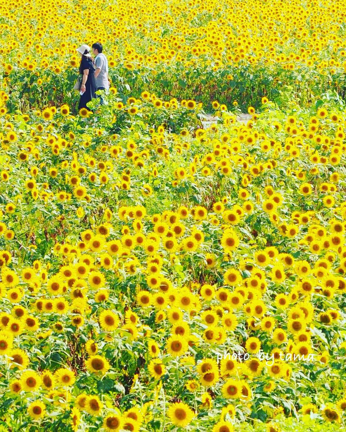 500 Thousand Sunflowers Spreading To The 5 Ha Reclaimed Land Of The Ariake Sea Review Of Yanagawa Himawari Park Triproud