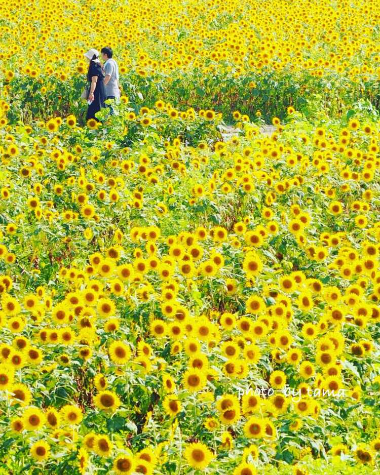 九州 沖縄地方のひまわり畑ランキング Triproud