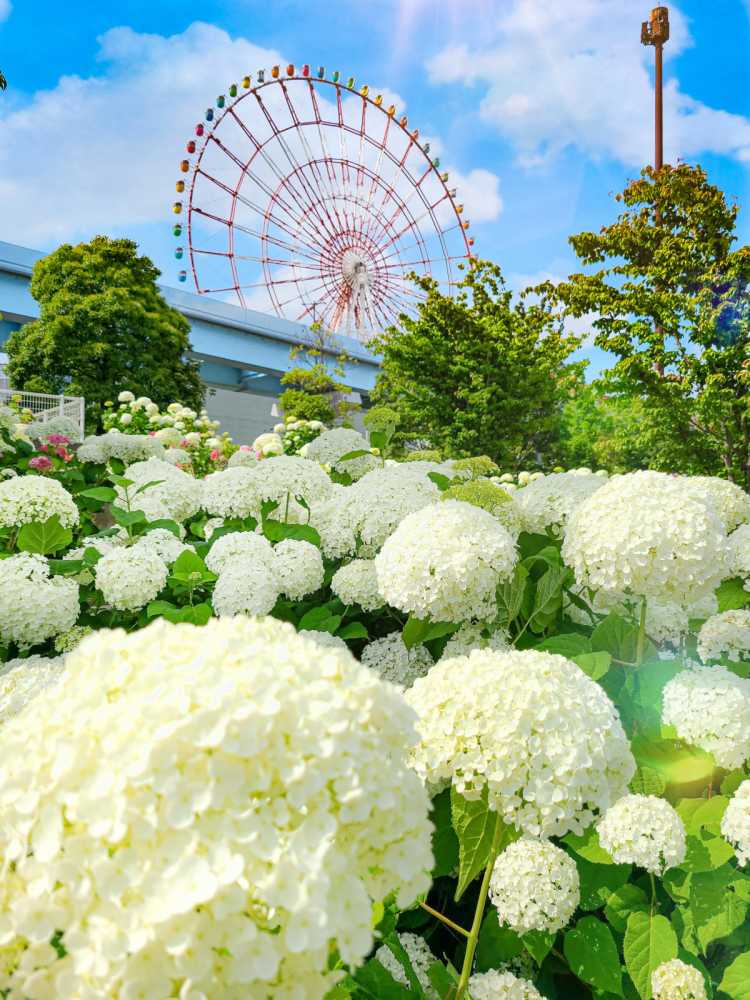 雨引観音の紫陽花祭り𓂃 珍しい水中華や放し飼いのアヒルや孔雀も楽しめる 雨引観音の口コミ Triproud
