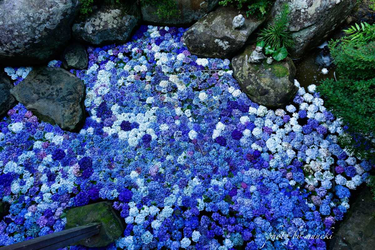 奥の院の池一面に浮かぶ紫陽花 雨引観音の口コミ Triproud