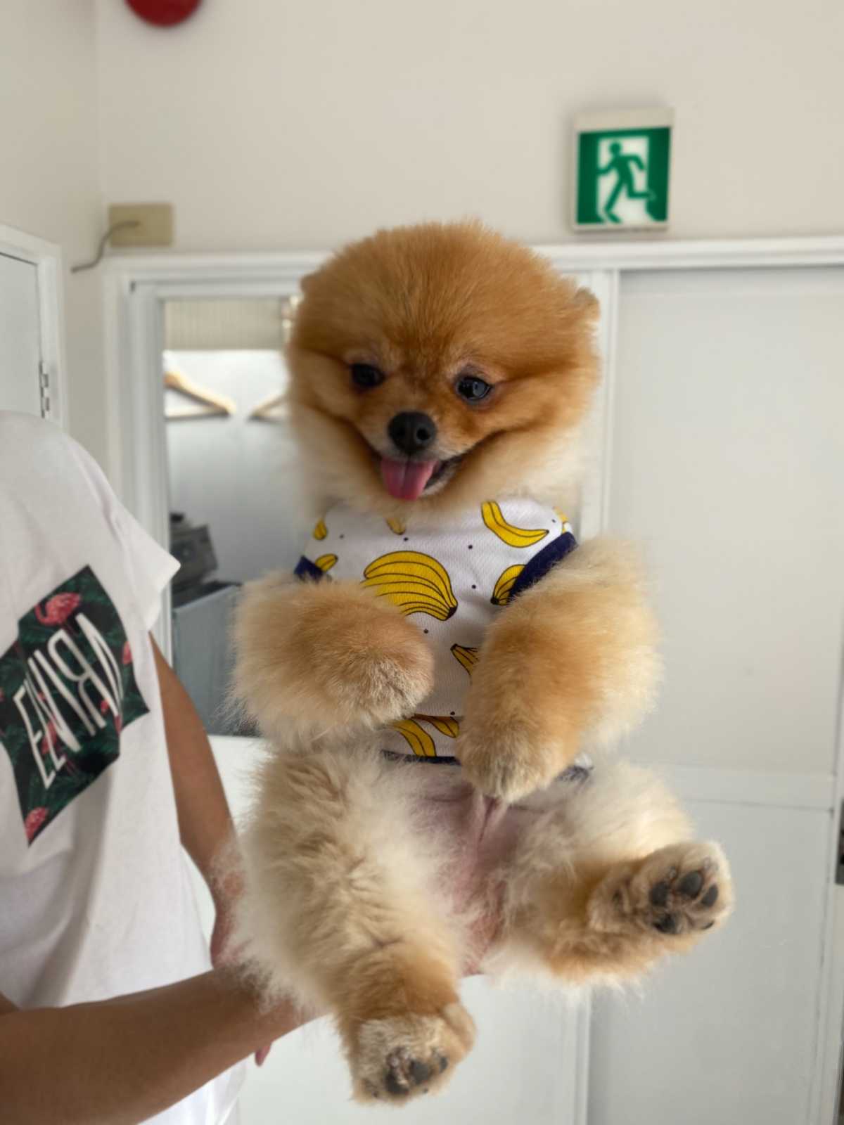 海外のリゾート地のような店内とかわいいスイーツと看板犬 韓国マカロン専門店 Noncaron 京都知恩院門前店の口コミ Triproud