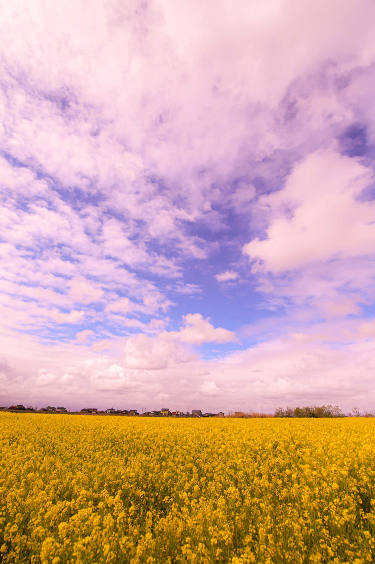 どこまでも続く菜の花の絶景 福島潟 新潟 福島潟の口コミ Triproud