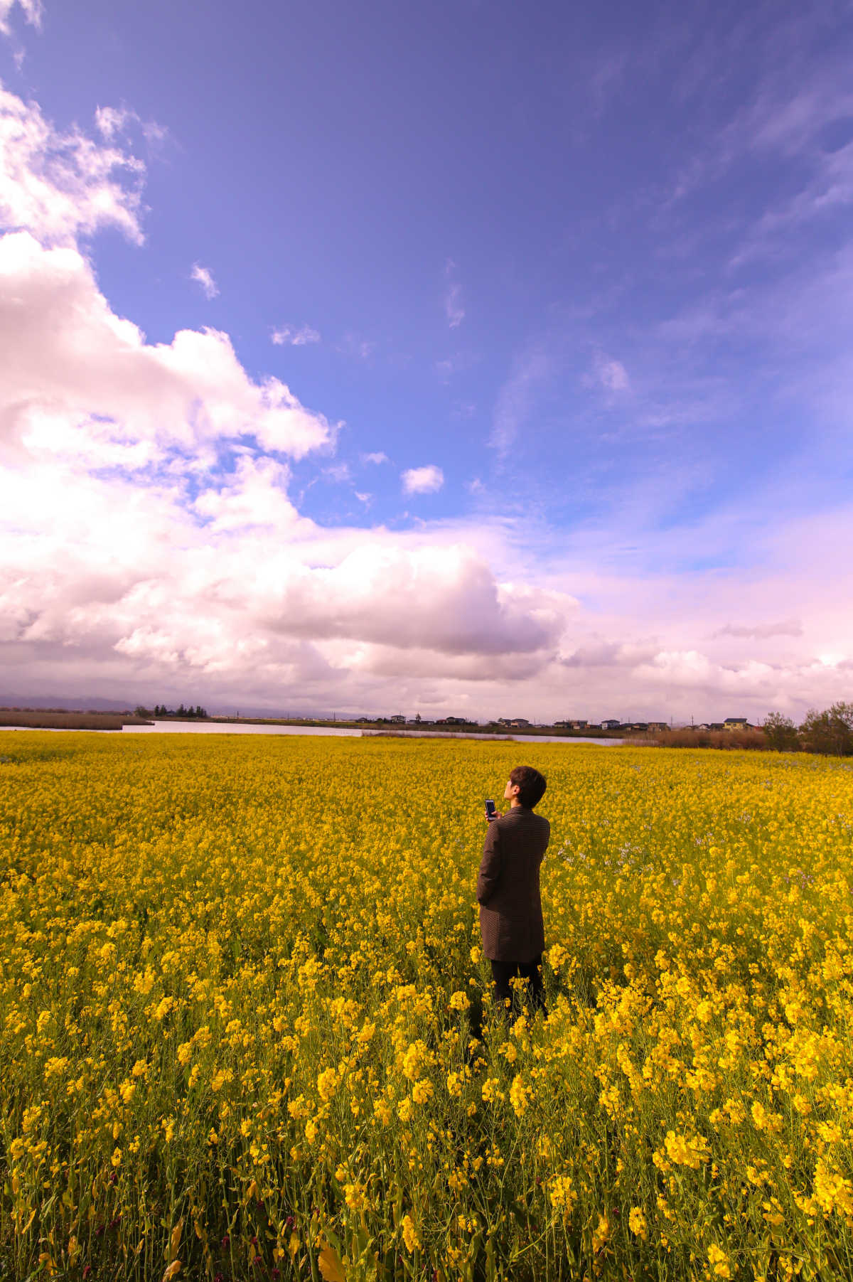 どこまでも続く菜の花の絶景 福島潟 新潟 福島潟の口コミ Triproud