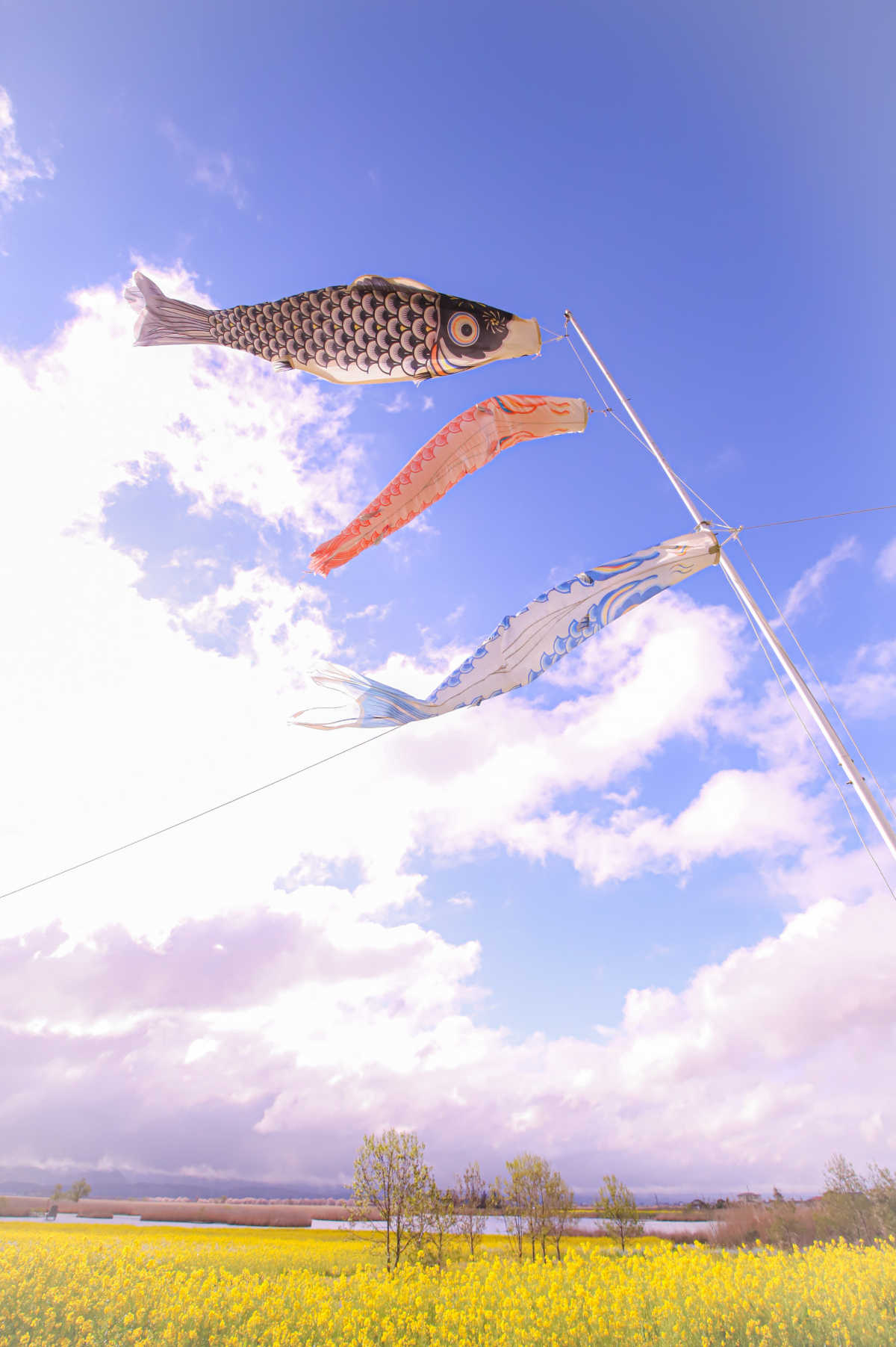 どこまでも続く菜の花の絶景 福島潟 新潟 福島潟の口コミ Triproud