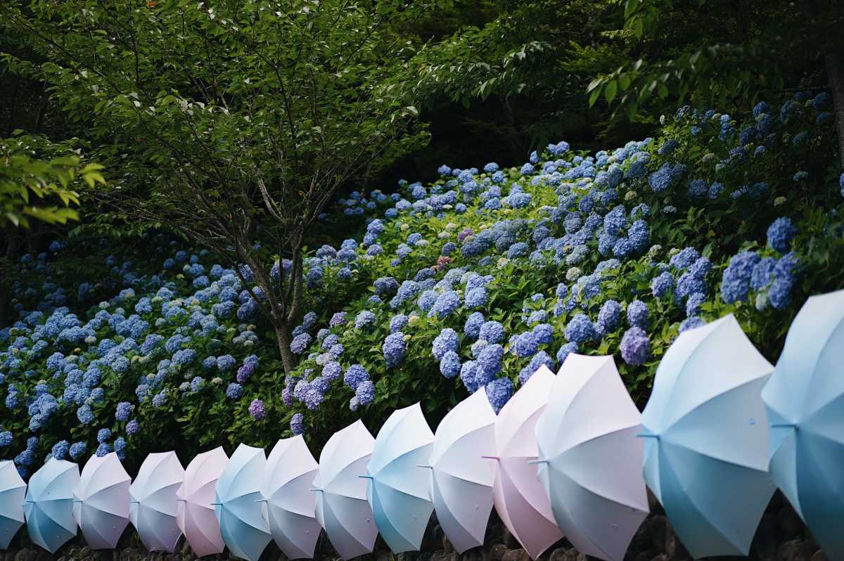 紫陽花と傘のグラデーション 風鈴が美しい法多山 尊永寺の口コミ Triproud