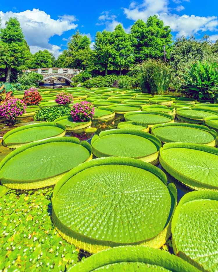 水生植物公園みずの森の口コミ 草津 Triproud