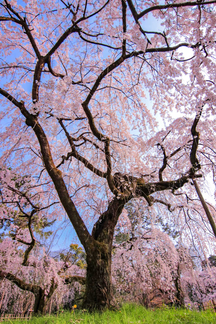 今出川の桜のお花見スポットランキング Triproud