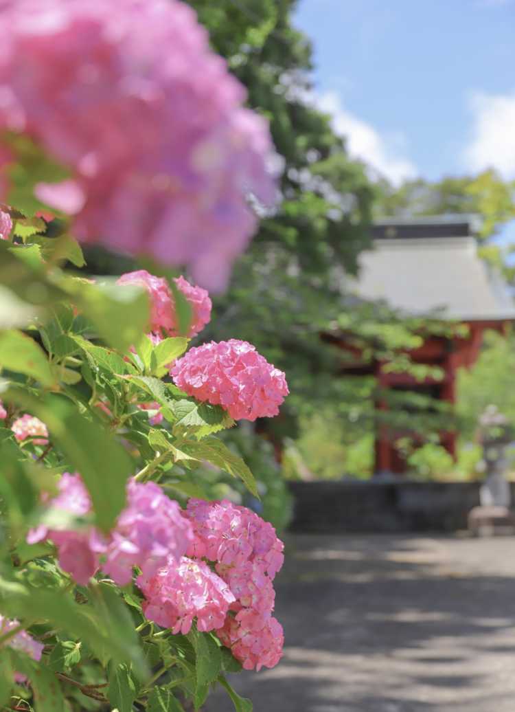 千葉県のあじさいスポットランキング Triproud