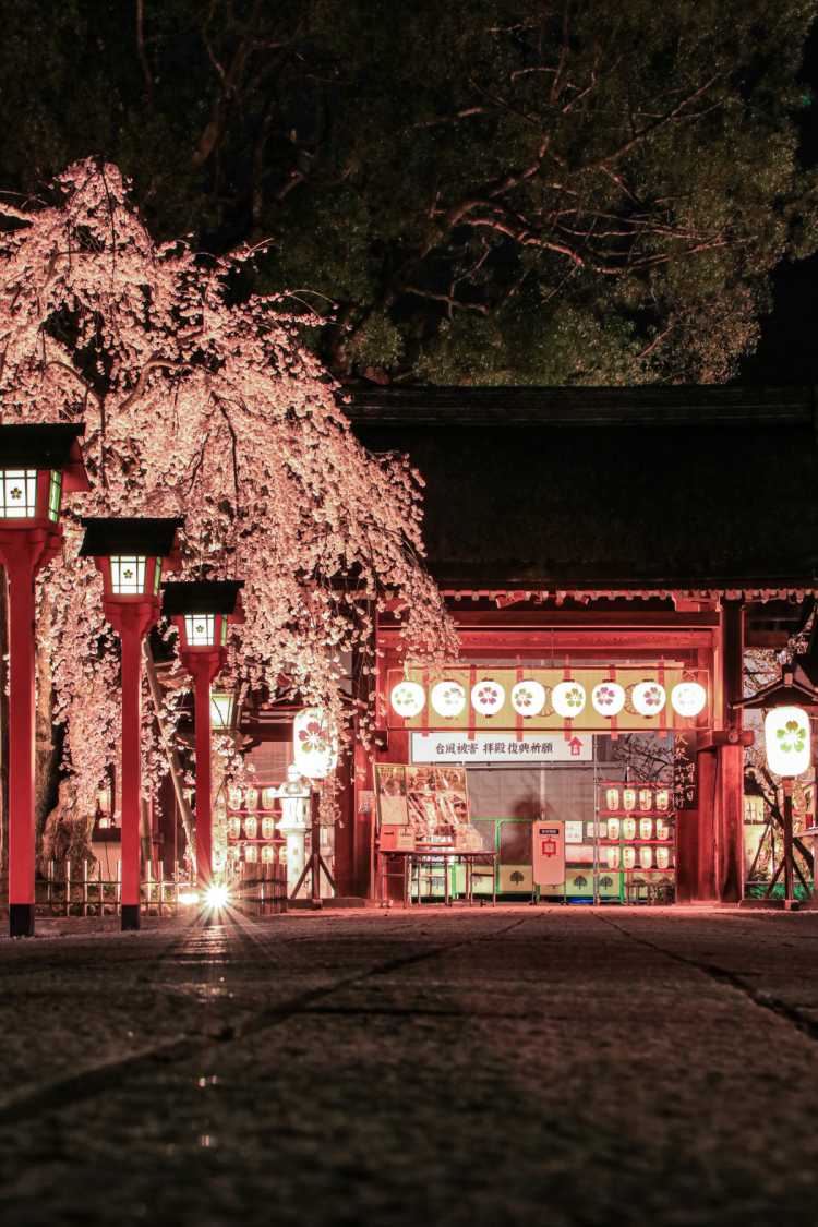 京都府のしだれ桜のお花見スポットランキング Triproud