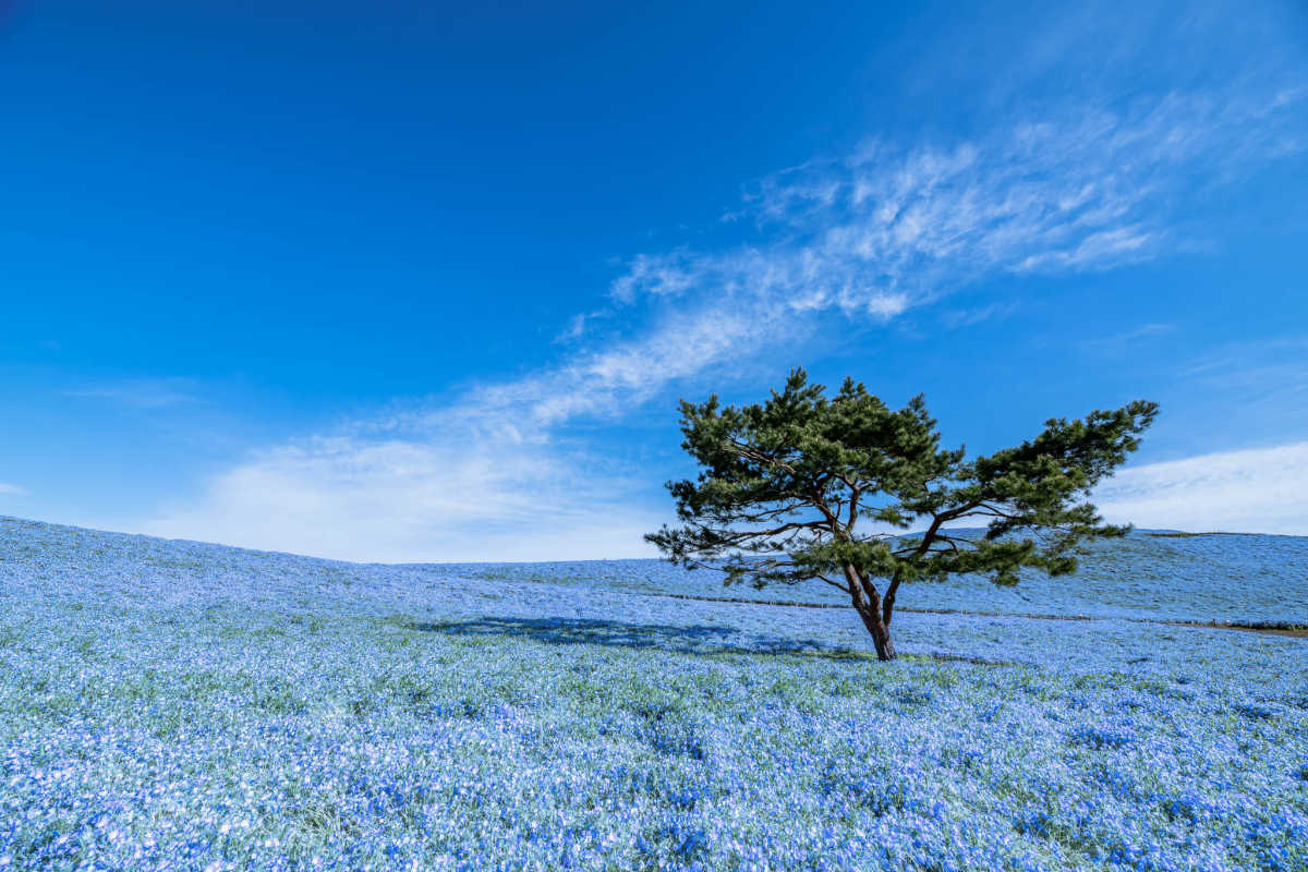 どこまでも続く青いネモフィラの丘 ひたち海浜公園の口コミ Triproud