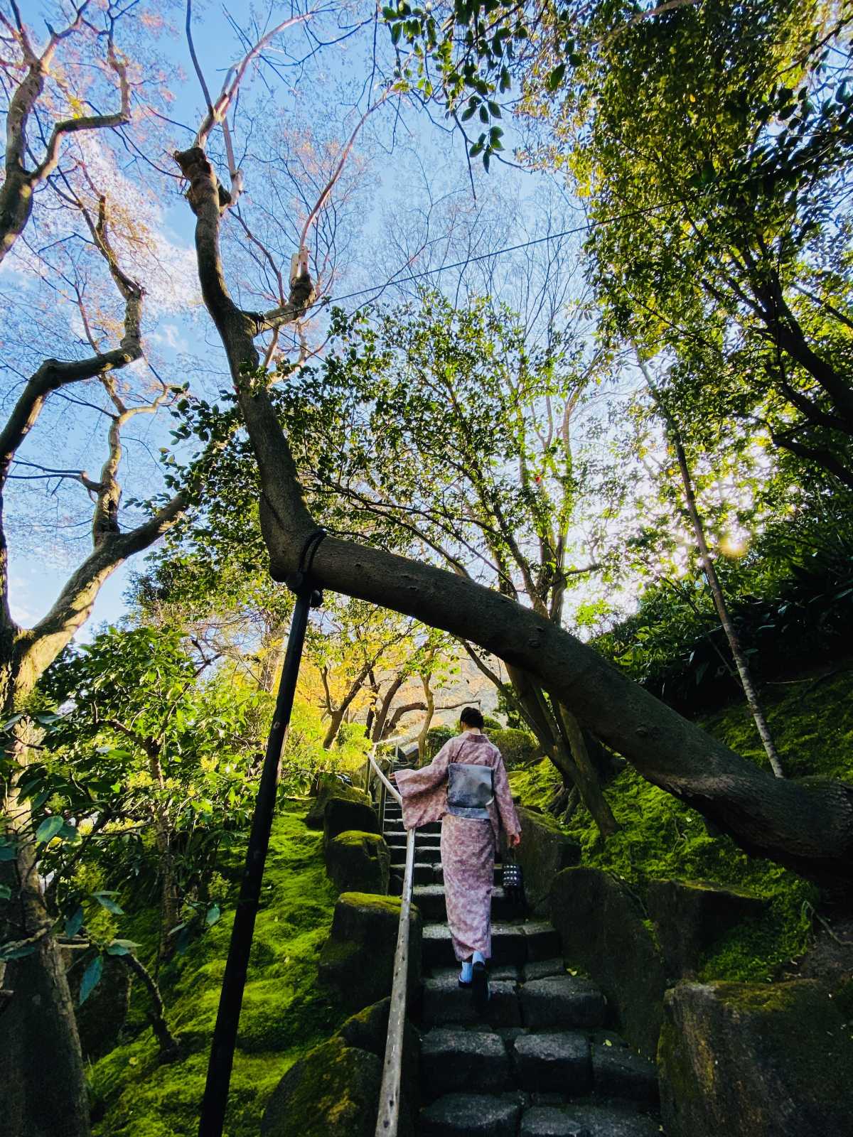美しい竹林を歩けるお寺 報国寺の口コミ Triproud 美しい竹林を歩けるお寺 報国寺の口コミ Triproud