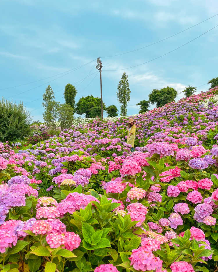 東海地方のあじさいスポットランキング Triproud