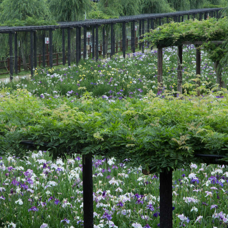 潮来市の観光スポットランキング Triproud