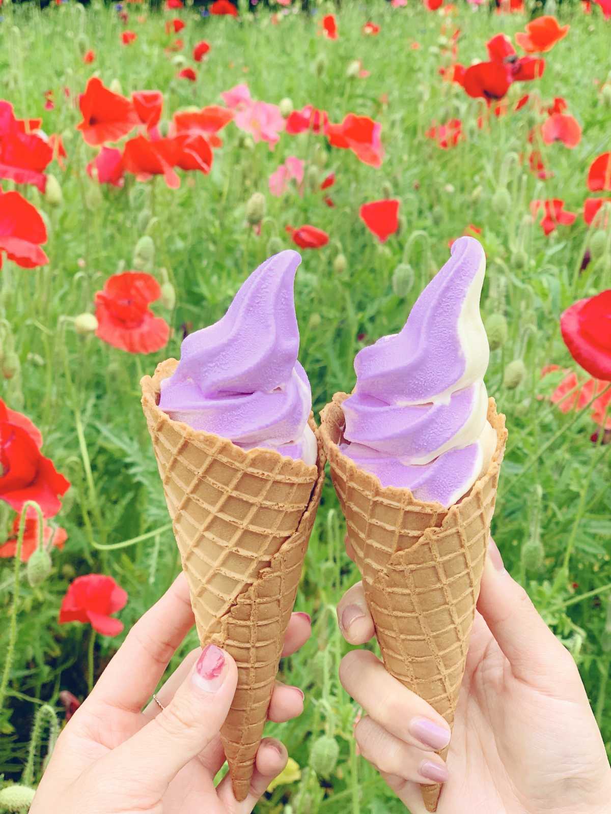お花畑ならではの お花のアイスクリーム 横須賀くりはま花の国の口コミ Triproud