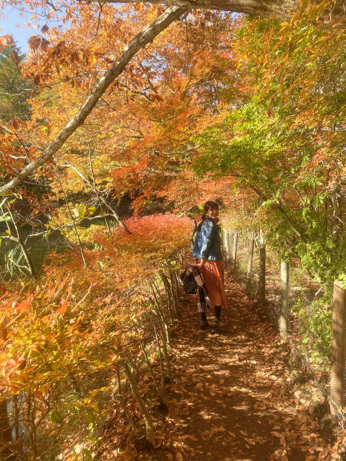 鮮やかな紅葉のトンネル 雲場池の口コミ Triproud