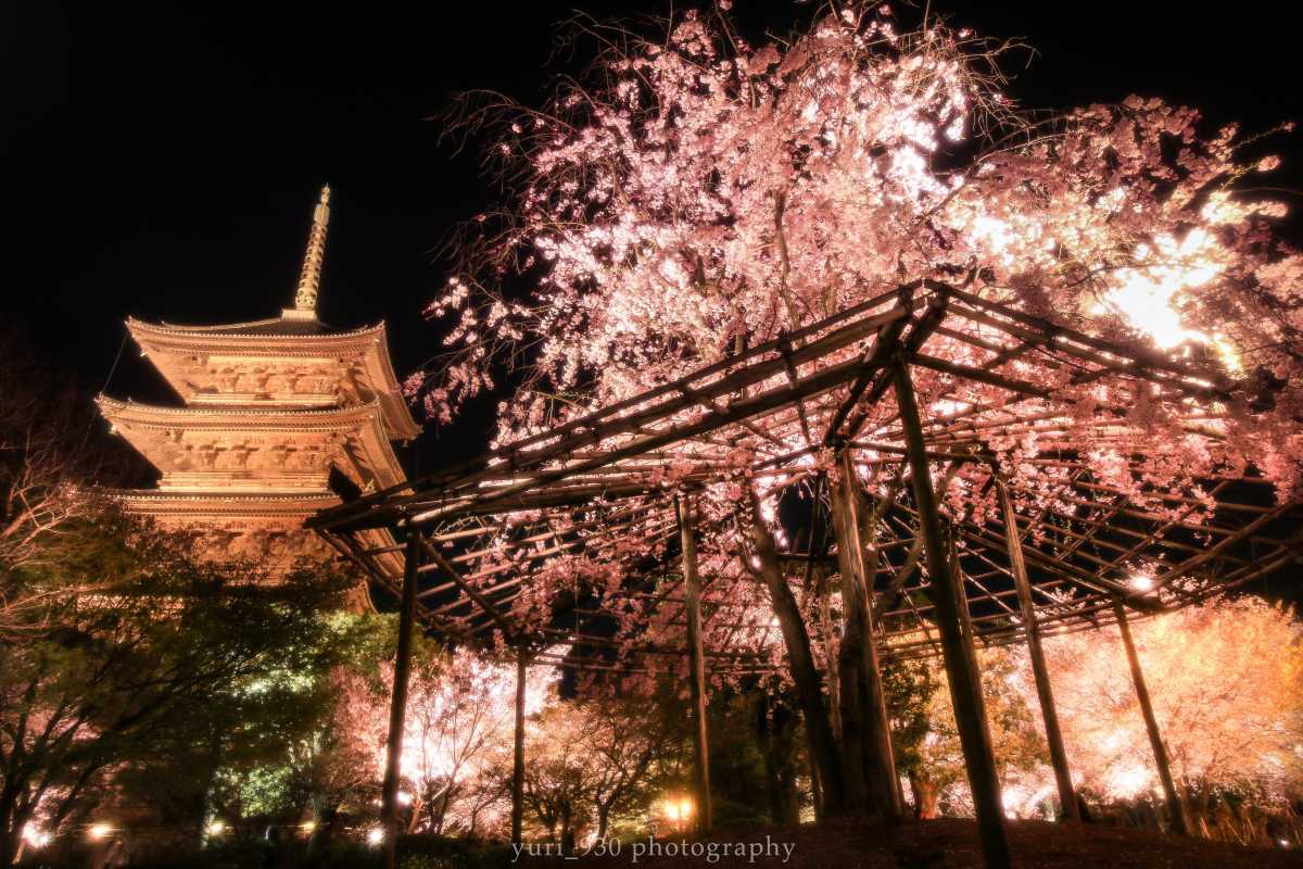 京都の桜を満喫 東寺のライトアップ 東寺の口コミ Triproud