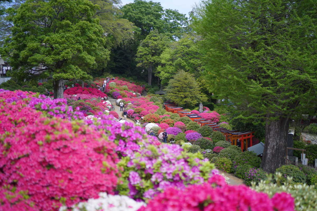 根津神社の千本鳥居と約100種3000株の鮮やかなつつじ 根津神社の口コミ Triproud